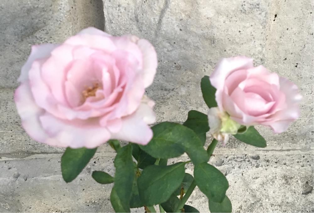 ブルームーン 木立薔薇 の投稿画像 By 自然農法バラ栽培 Natural Farming Rose Cultivationさん 薔薇のお手入れとbeginner Rose Lessonとお花ある暮らしとブルームーン と新米ロザリアンと薔薇の夏バテと薔薇を楽しむと無農薬とハイポネックス液体肥料と夏バテ