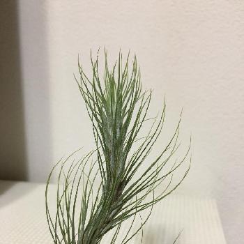 チランジア フンキアナジョリーグリーンジャイアントの投稿画像一覧 Greensnap グリーンスナップ