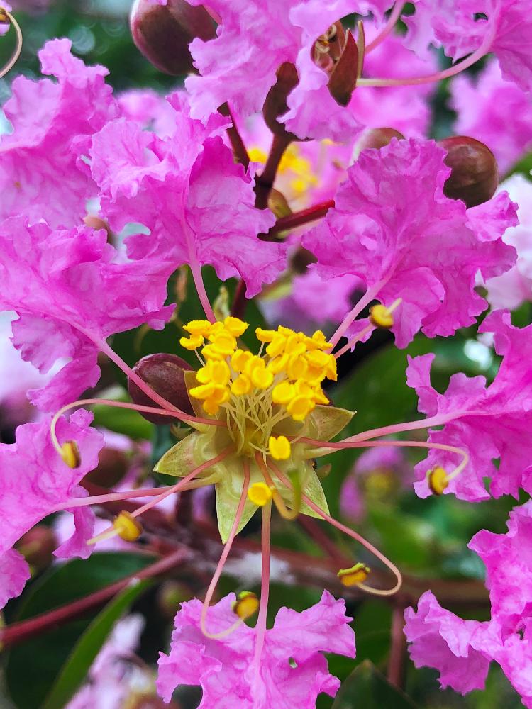 サルスベリの投稿画像 By ホリさん ピンクの花と樹木と庭木とピンク色の花と街路樹と道端 18月7月25日 Greensnap グリーンスナップ