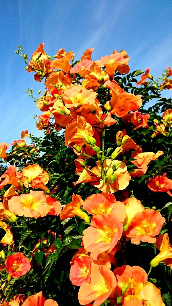 ノウゼンカズラの投稿画像 By Harkaさん オレンジ色の花と花はいいねぇと花木と花のある暮らしと地植えと夏色 2018月7月26日 Greensnap グリーンスナップ