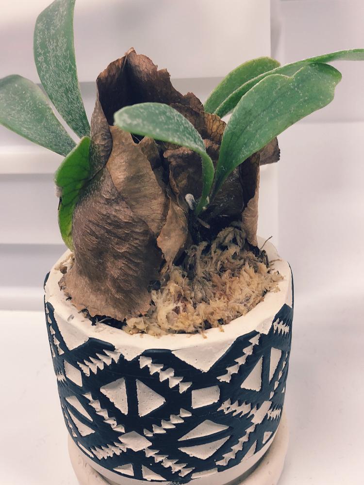 コウモリランの投稿画像 By ふかふかみかんさん オフィスと東京と多肉ちゃんと今朝の一枚とビカクシダ属とうぶ毛と緑のある暮らし 18月7月26日 Greensnap グリーンスナップ