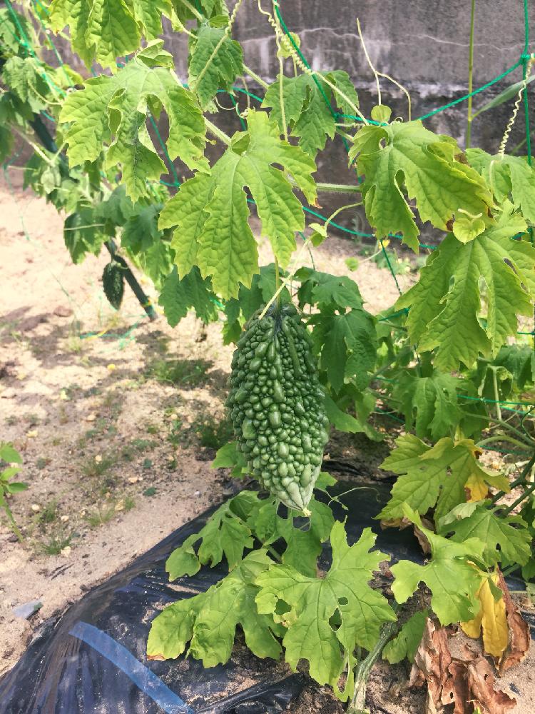 ゴーヤの投稿画像 By ひよこさん 家庭菜園ともうすぐ収穫と実がなるとほろにがくんと初めて 18月7月26日 Greensnap グリーンスナップ