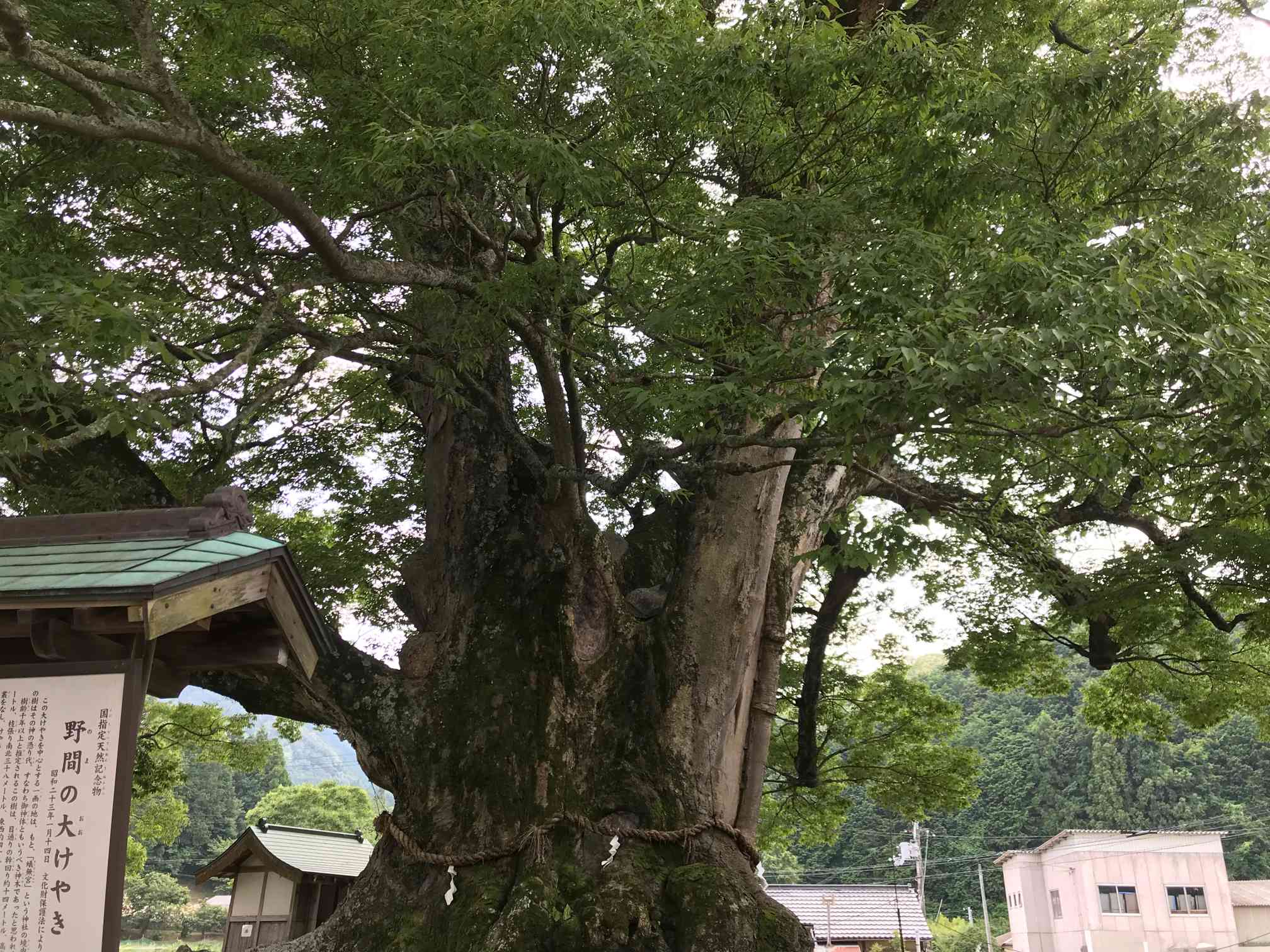 ケヤキ（寄せ植え)撮影日2023,10,26日