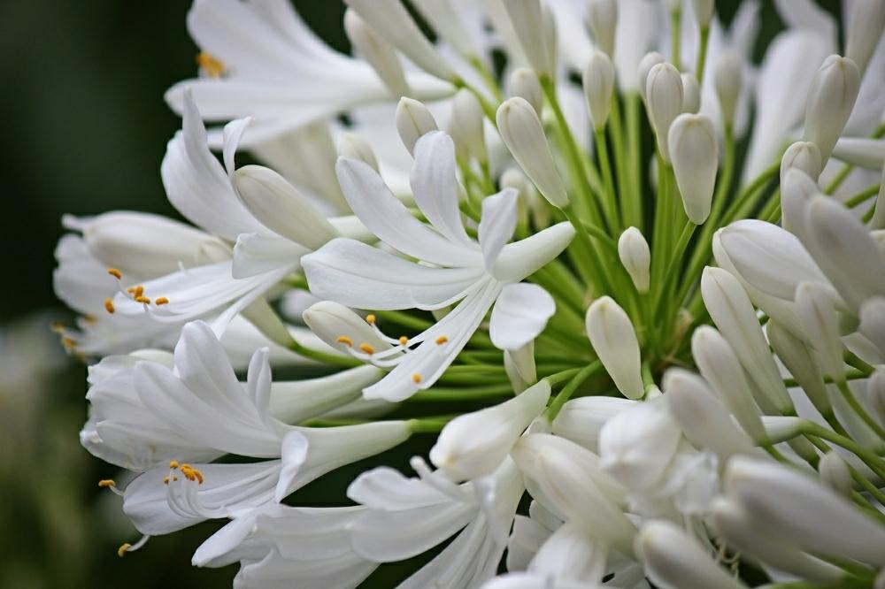 アガパンサス 白の投稿画像 By Otoさん アガパンサスととある花壇と猛暑に負けないと花のある暮らしと夏の花 と白い花 18月7月26日 Greensnap グリーンスナップ