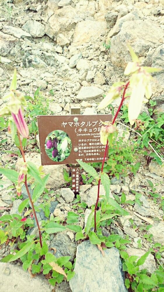 花ゆうぜんさんの投稿画像 18月7月26日 Greensnap グリーンスナップ