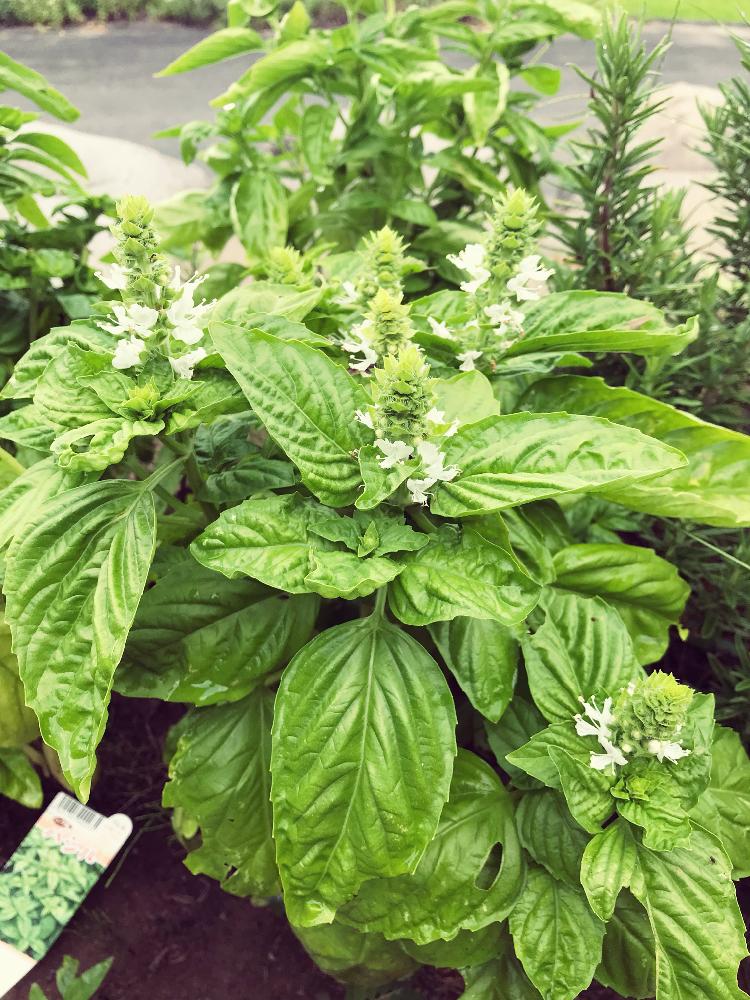 バジルの投稿画像 By しょさん 初心者ですとバジルのお花と家庭菜園とバジル ハーブと家庭菜園奮闘日記 18月7月26日 Greensnap グリーンスナップ