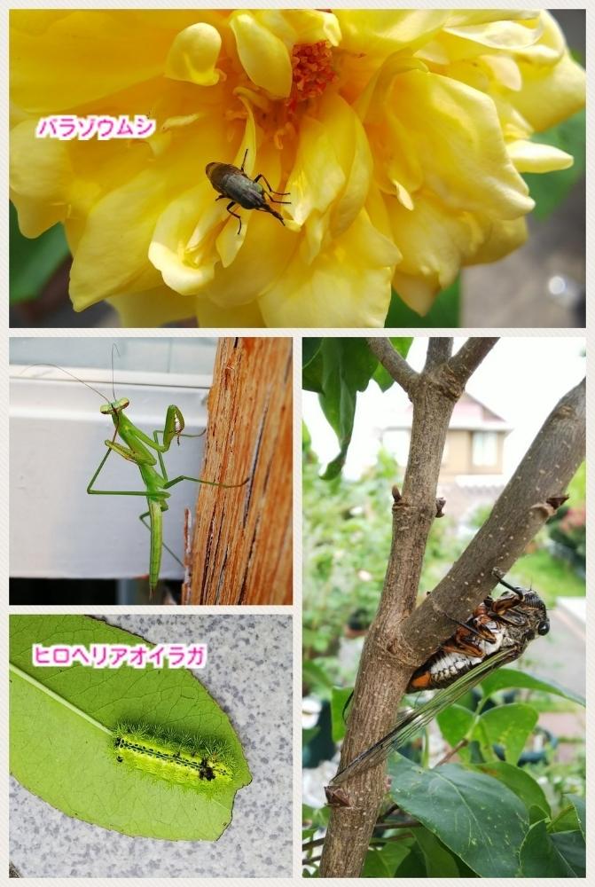 バラゾウムシ の投稿画像 By Lucky514さん セミくんと害虫と花のある暮らしと小さな庭とクマゼミとバラゾウムシ とセミくんと害虫と花のある暮らしとクマゼミ 18月7月26日 Greensnap グリーンスナップ Greensnap グリーンスナップ