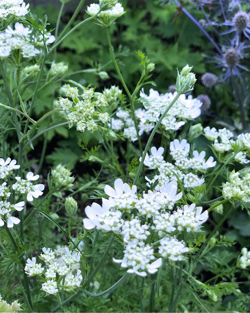 オルレアの投稿画像 By Shoppieさん 東北とタネと青森と花のある暮らしと寒冷地と初夏のお花と白い花 18月7月26日 Greensnap グリーンスナップ