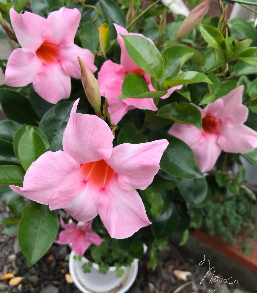 マンデビラ サンパラソルの投稿画像 By なごこさん 花のある暮らしと可愛いピンク色 と蕾とコラボと庭の鉢植え 18月7月27日 Greensnap グリーンスナップ
