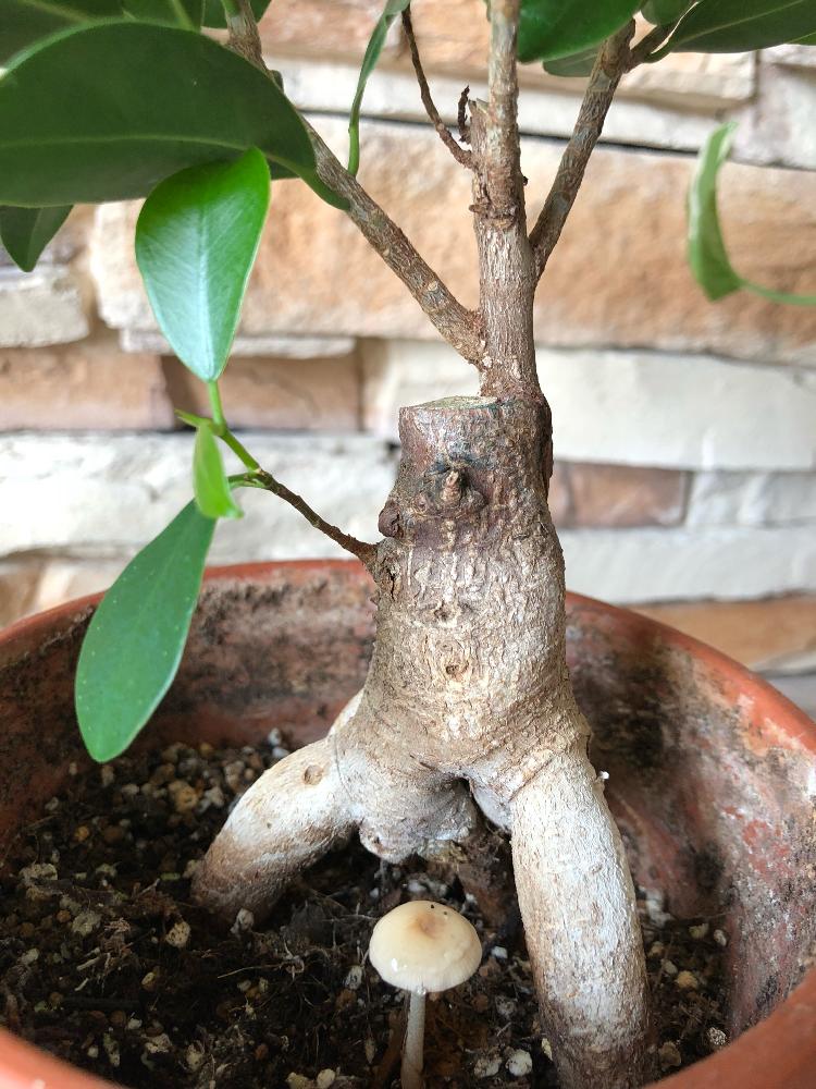 ガジュマルとキノコの投稿画像 By みっこさん 花のある暮らしと突然出現とキノコ生える とガジュマルとキノコのコラボ 18月7月27日 Greensnap グリーンスナップ