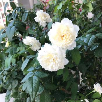 ボレロバラの投稿画像一覧 Greensnap グリーンスナップ