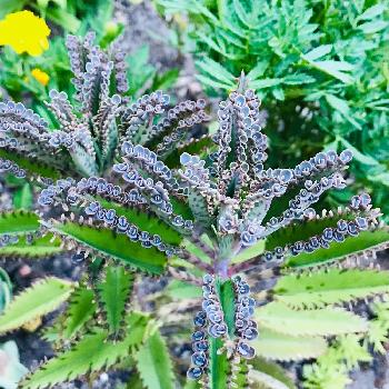 ゴイスーの投稿画像一覧 Greensnap グリーンスナップ