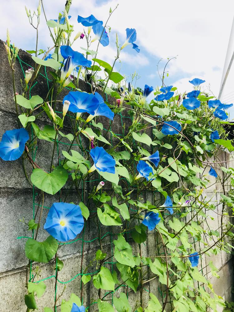 西洋アサガオ アーリーヘブンリーブルーの投稿画像 By にゃもなすさん 暑い と きれいに咲いた コンテストと青い花と夏のお花とアサガオ と涼しくなりたいとブロック塀 18月7月27日 Greensnap グリーンスナップ