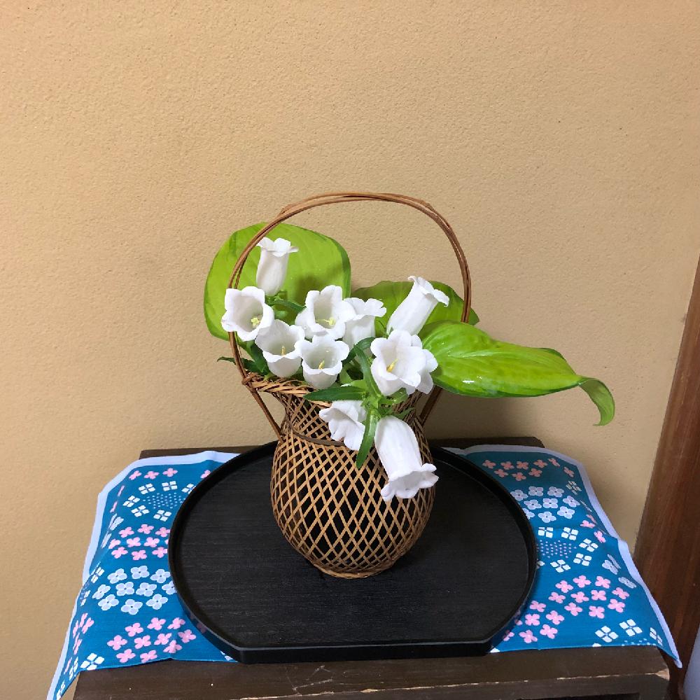 カンパニュラの投稿画像 By 和さん ツリガネソウとギボウシと和室とホスタ ギボウシと葉っぱとカンパニュラ と今日のお花と花のある暮らしとツリガネソウ と白い花とホスタ ギボウシと葉っぱとカンパニュラ と今日のお花と花のある暮らしとツリガネソウ と白い花