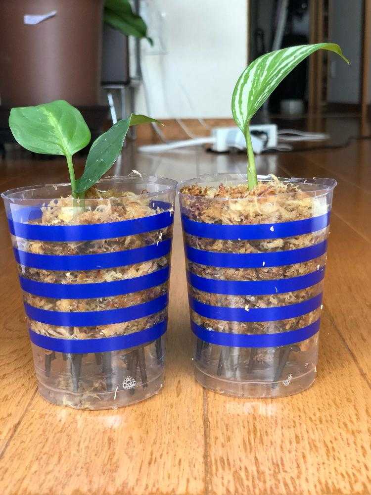 アグラオネマ・カーティシー復活まで｜🍀GreenSnap（グリーンスナップ）