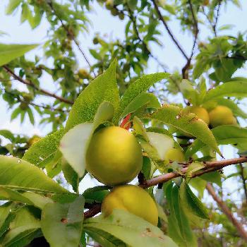 花桃の実の投稿画像一覧 Greensnap グリーンスナップ