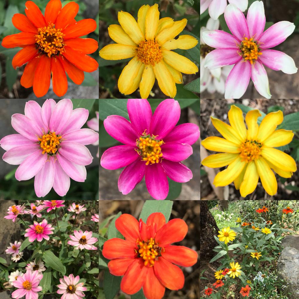 ジニアプロフュージョンの投稿画像 By Nakkyさん ジニアと初心者ですとピンクの花と黄色の花とオレンジ色と花のある暮らしとしろいはな とヒャクニチソウとジニア 百日草 とヒャクニチソウ ジニア と小さな庭と初心者ですとピンクの花と黄色の花とオレンジ色と花のある