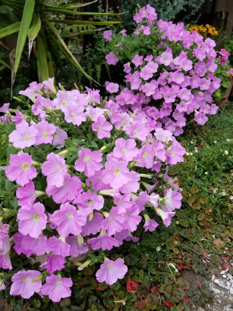 ペチュニア さくらさくらの投稿画像 By のりこさん ペチュニア と花のある暮らしとピンクの花 18月7月27日 Greensnap グリーンスナップ