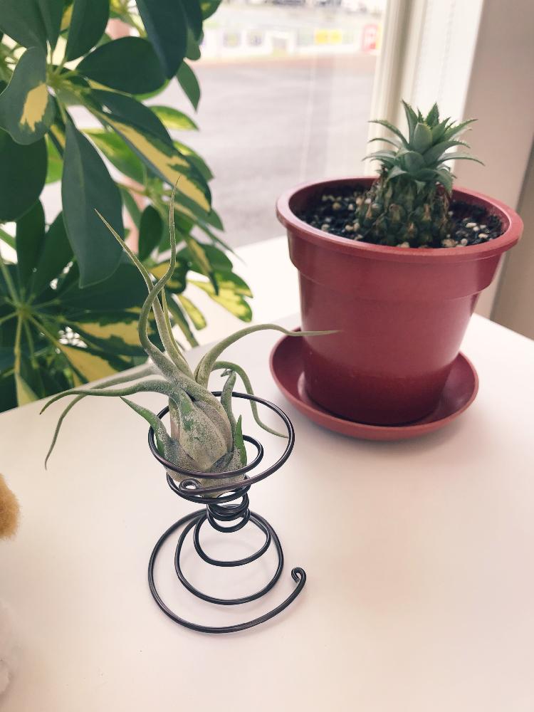 パイナップルの投稿画像 By みのさん カプトメデューサとワイヤークラフトとカポック とエアープランツ チランジアと手作りとチランジア カプトメデューサエとエアプランツ 18月7月27日 Greensnap グリーンスナップ