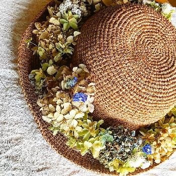 麦わら帽子の花飾りの投稿画像一覧 Greensnap グリーンスナップ