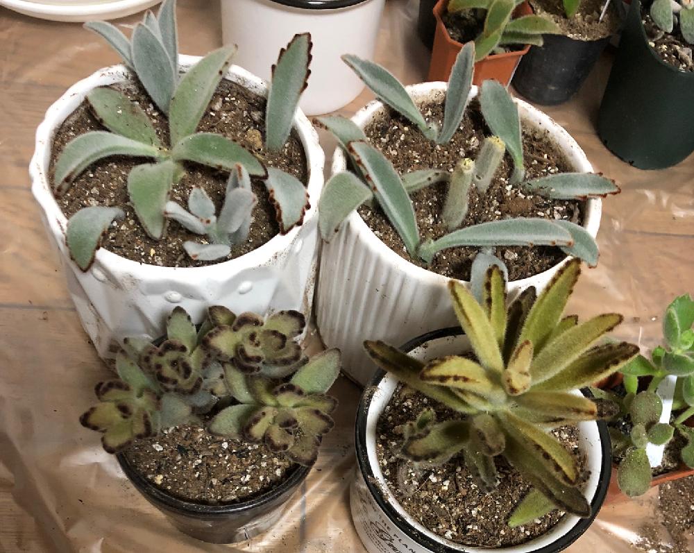 月兎耳の投稿画像 By やっこさん テディベアと熊童子と誰だっけとキタキツネ 18月7月27日 Greensnap グリーンスナップ Greensnap グリーンスナップ