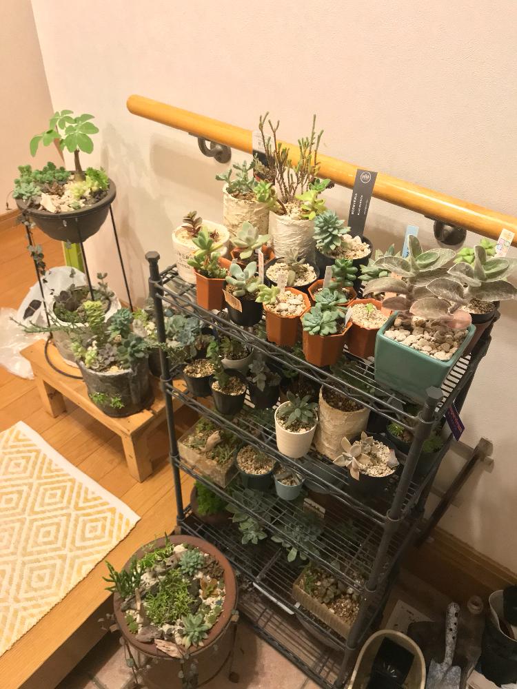 玄関の投稿画像 By ながさんさん 台風避難中と玄関パラダイスと夜中も多肉仕事だぜ と多肉植物のある暮らしと多肉仕事と台風避難中と玄関 パラダイスと夜中も多肉仕事だぜ と多肉植物のある暮らしと多肉仕事 18月7月28日 Greensnap グリーンスナップ 玄関の投稿画像 By ながさんさん 台風避難中と玄関パラダイスと夜中も多肉仕事だぜ と多肉植物のある暮らしと多肉仕事と台風避難中と玄関 パラダイスと夜中も多肉仕事だぜ と多肉植物のある暮らしと多肉仕事 18月7月28日 Greensnap グリーンスナップ