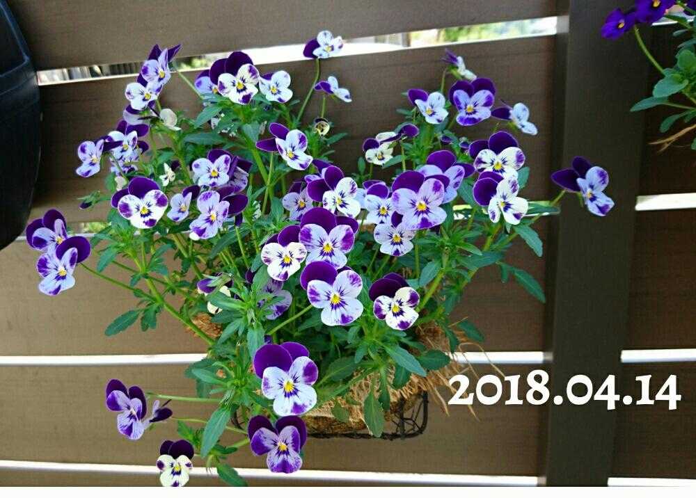 ビオラの花を7月頃まで長く楽しむ方法を試してみた Greensnap グリーンスナップ