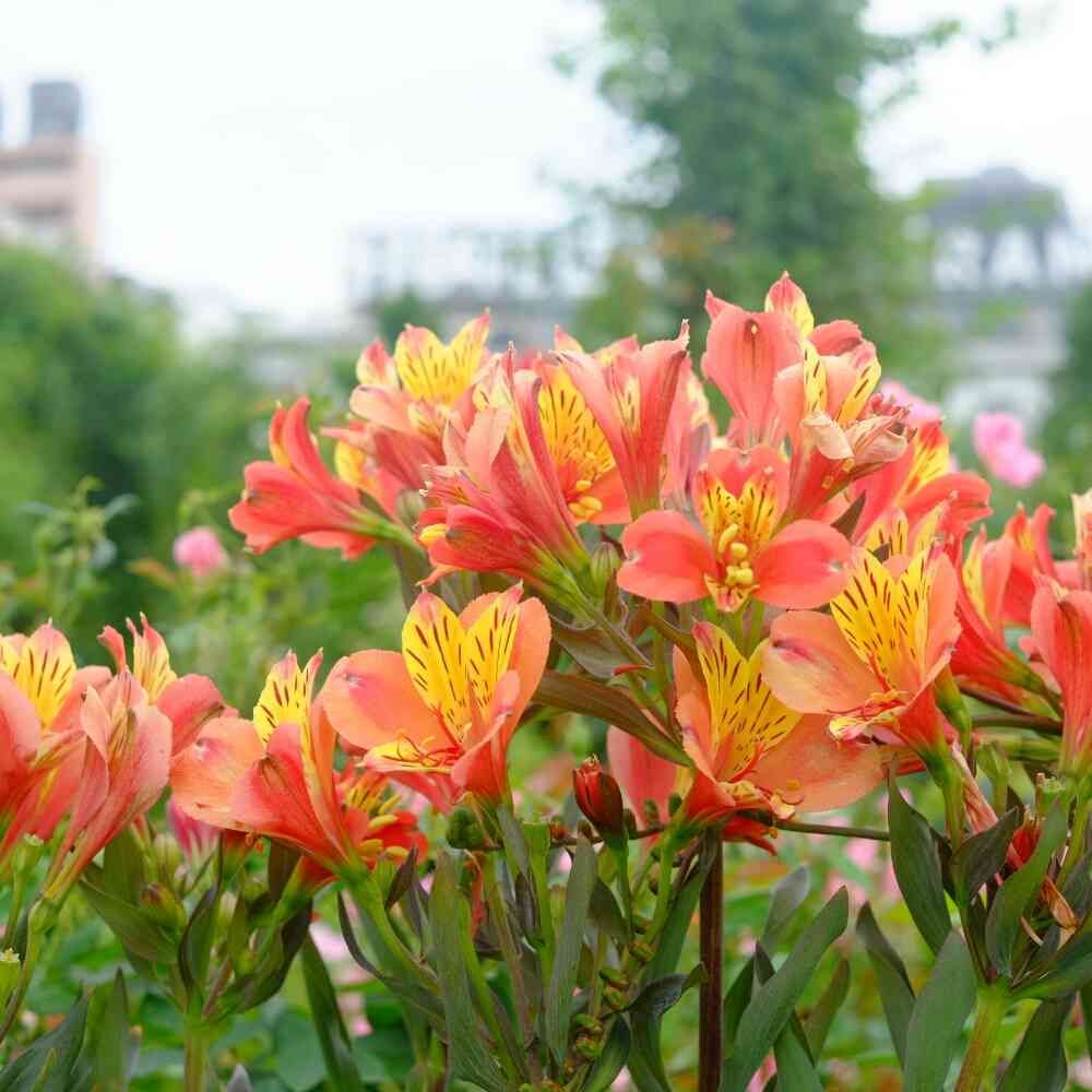 ハルヒツジさんの山下公園への投稿