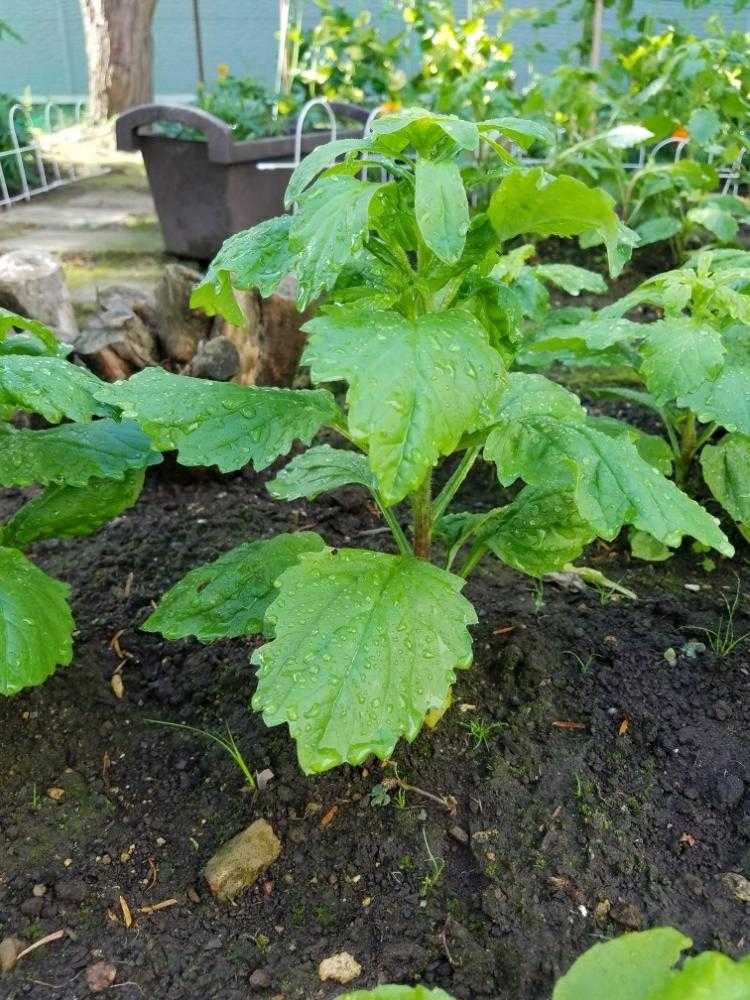 牡丹咲アスター(終了)｜🍀GreenSnap（グリーンスナップ）