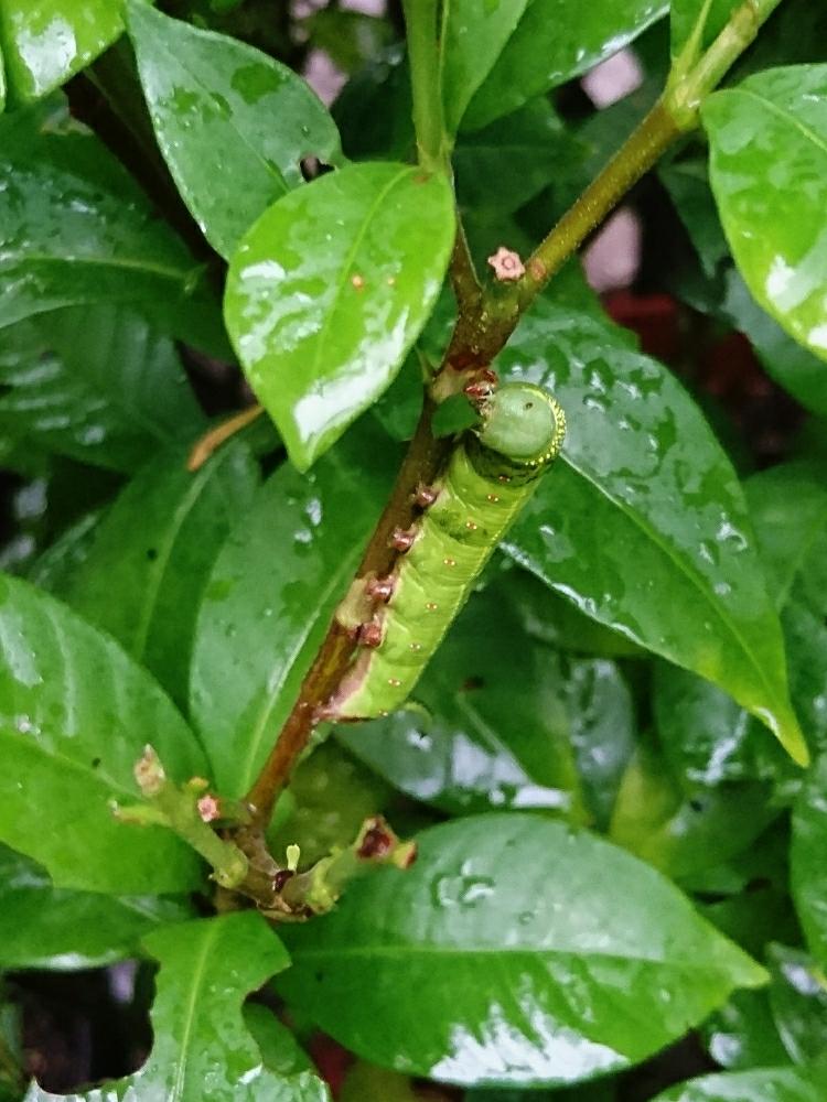 クチナシの投稿画像 By 流星さん ダジャレ王子 とhtcとマグマ大使と古今亭煎餅 とプリプリ王子とhtc No230とおっちゃん とエロ王子とせんべい王子 とありがとうとバカボンのパパと花咲じじい 18月7月28日 Greensnap グリーンスナップ