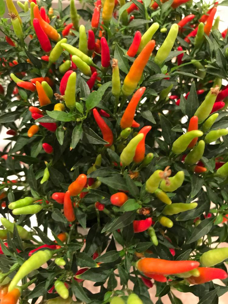 メキシカンチリペッパーの投稿画像 By ミルクブッシュさん ベランダーと実を楽しむと実を食べられる植物 18月7月28日 Greensnap グリーンスナップ