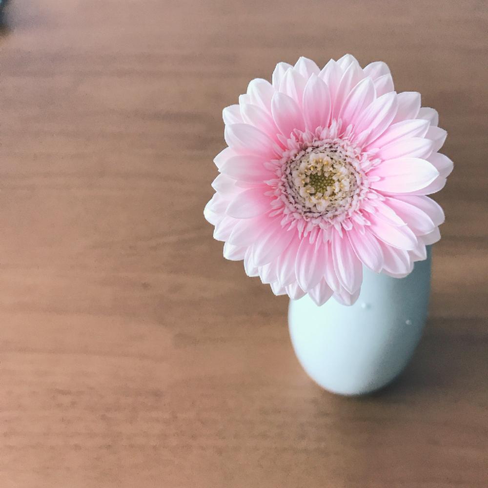 ガーベラの投稿画像 By Kukkaさん ピンクの花と希望と花瓶と新たな一歩と花のある暮らし 18月7月28日 Greensnap グリーンスナップ