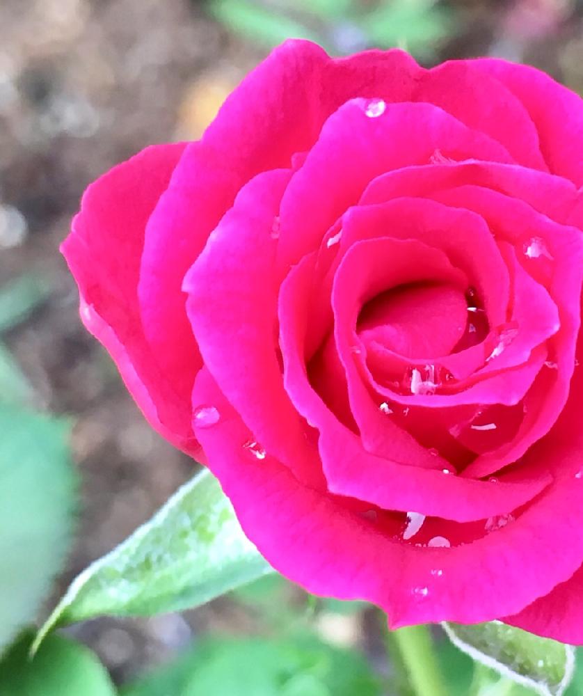 ミニバラの投稿画像 By マキアートさん マゼンタ色のバラと大好きとお花のある暮らしとキュンキュン とガーデニングとかわいいな 18月7月28日 Greensnap グリーンスナップ