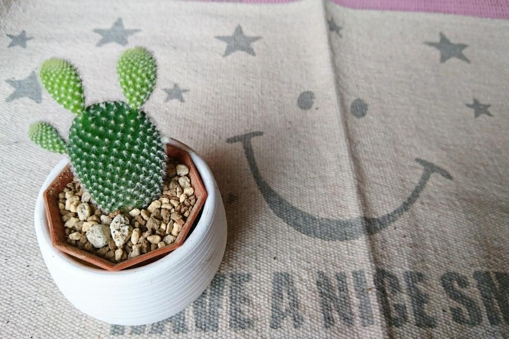 白桃扇の投稿画像 By Yuuさん バニーカクタスと多肉植物とサボテン科とバニーカクタス とgs映えとgs日和と多肉 サボテンのある暮らしと ウチワ サボテンとサボテンのある暮らしとうさ耳とウサギとかわいいとかわいいな と多肉初心者とトゲトゲとタニク初心者 18月7