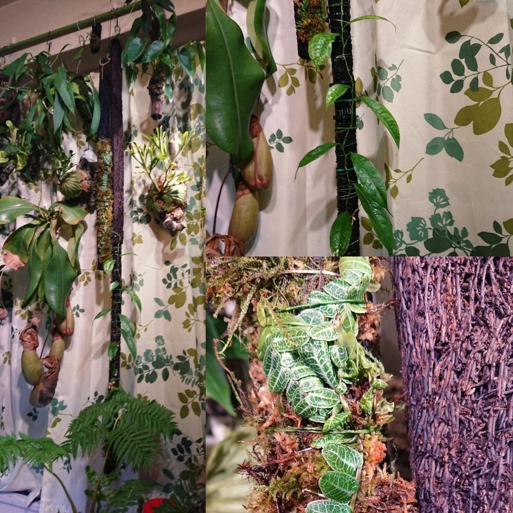 マルクグラビアspの投稿画像 By とと3さん 植物のある暮らしとポトスspと植中毒と着生シダとシダ植物とクライマー植物 18月7月28日 Greensnap グリーンスナップ