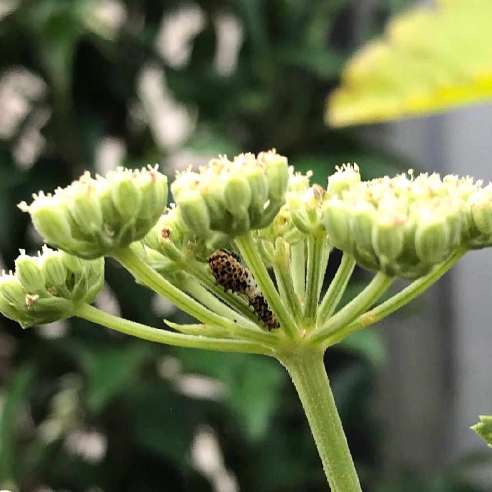 ボタンボウフウの投稿画像 By やすぞうさん 長命草と小さな庭と幼虫とキアゲハとボタンボウフウの花と幼虫とキアゲハとボタンボウフウの花 18月7月28日 Greensnap グリーンスナップ Greensnap グリーンスナップ