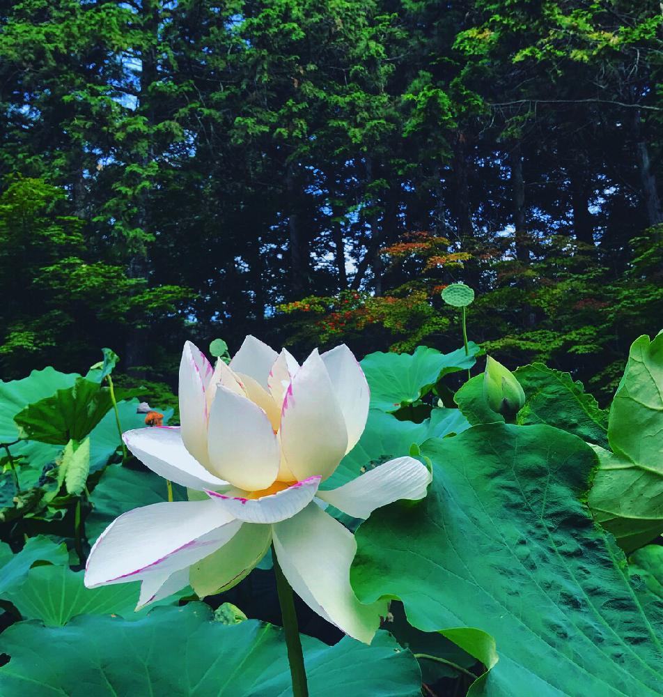 蓮のある風景の投稿画像 By Sayaさん 癒しとgs映えときれいと 蓮の花と美しい 18月7月28日 Greensnap グリーンスナップ