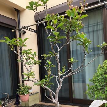 サルスベリの盆栽の画像 by HTさん | 小さな庭とサルスベリの盆栽と盆栽とGS日和とGS映え