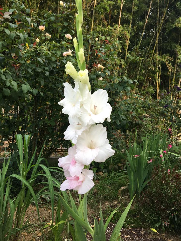 グラジオラスの投稿画像 By ダイアナ さん ゴージャスと夏の花と上品と花のある暮らしとお庭と白い花と大人可愛い 2018月7月29日 Greensnap グリーンスナップ