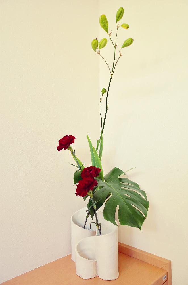 花器の投稿画像 By Apricot53さん いけばなとフラワーアレンジメントと花のある暮らしと切り花と生け花とヒオウギとモンステラ とカーネーションと玄関と花器といけばなとフラワーアレンジメントと花のある暮らしと切り花と生け花 18月7月29日 Greensnap グリーン