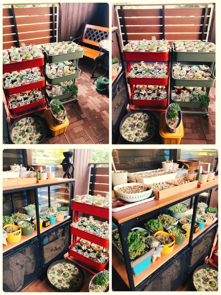 多肉植物の投稿画像 By Graco さん 台風対策とガーデニング初心者とタニラーと朝のタニパトとバルコニスト 18月7月29日 Greensnap グリーンスナップ