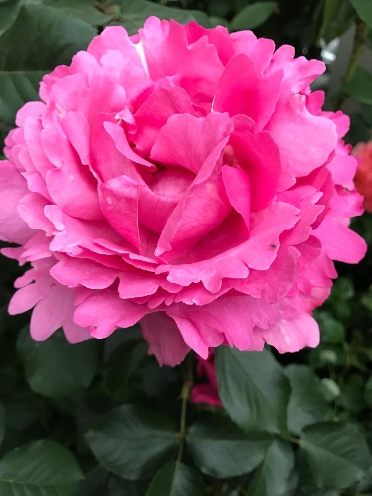 イブピアッチェの投稿画像 By Vogelさん ばら バラ 薔薇とｈｔとメイアンと鉢植えと地植え 18月7月29日 Greensnap グリーンスナップ