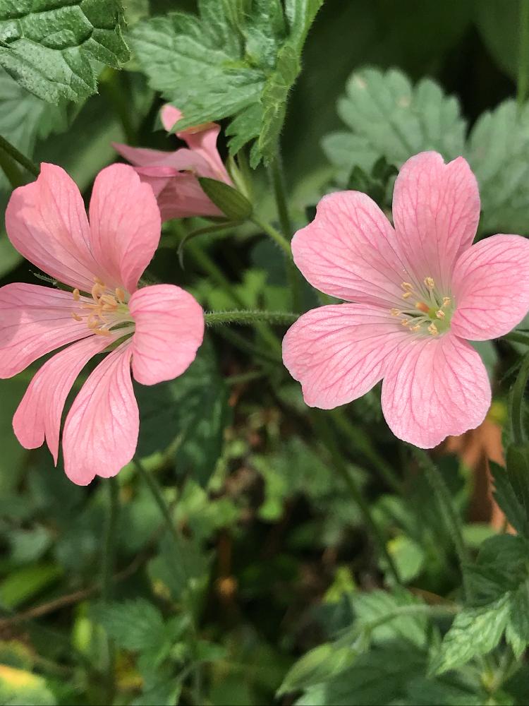 ゲラニウム ワーグラーベピンクの投稿画像 By Vogelさん 小さな庭と庭の宿根草と鉢植えと庭の宿根草と鉢植え 18月7月29日 Greensnap グリーンスナップ Greensnap グリーンスナップ