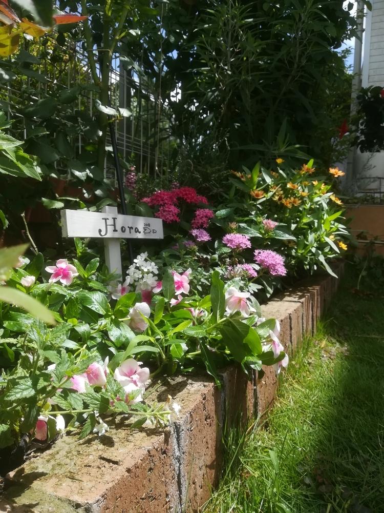 ニチニチソウの投稿画像 By Puttinさん ペンタスとジニアとバラ シュラブローズと手作りの庭とマイガーデンと我が家の花壇とガーデニングと花のある暮らしとバラの地植えとロサオリエンティスとロザリアン 18月7月29日 Greensnap グリーンスナップ