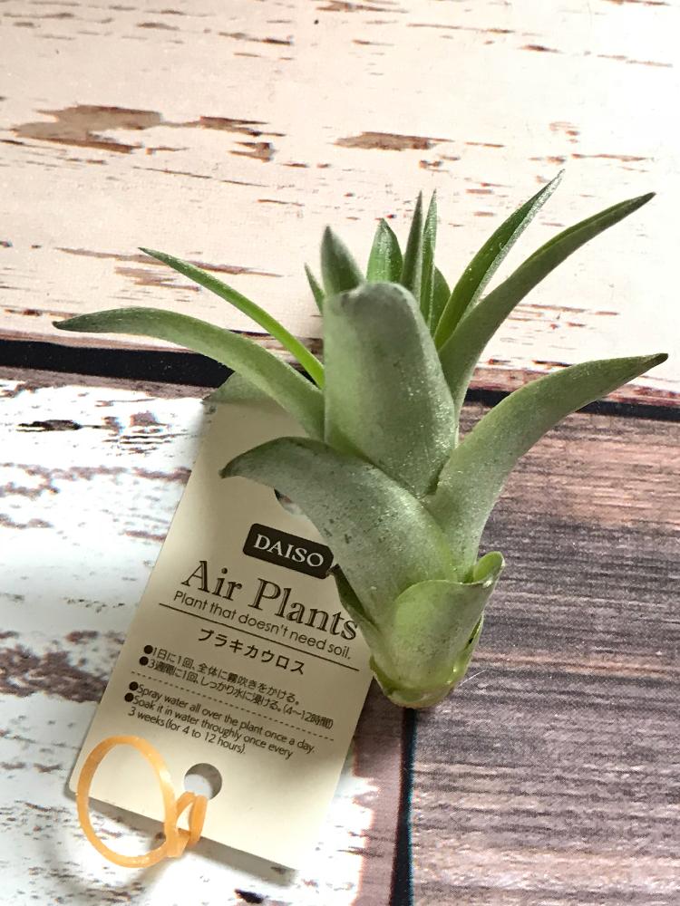 ブラキカウロスの投稿画像 By ぱるさん エアプランツ チランジアとエアープランツ と100均エアープランツとチランジア属とエアープランツ チランジアとエアープランツ ブラキカウロスとぱるのチランジア 18月7月29日 Greensnap グリーンスナップ