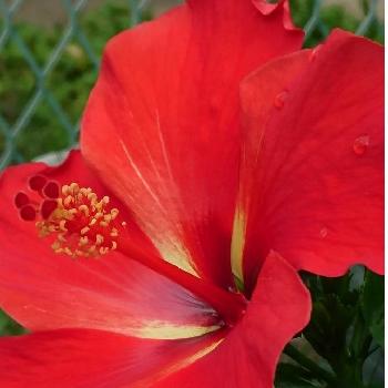 最近撮った花の画像 by トリトンさん | お出かけ先とお花大好き♡と最近撮った花と赤い花とハイビスカスの花と応援するよと花のある暮らしと頑張れ♡えっこと頑張れ♡ばぁばさん