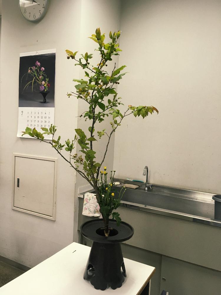ナツハゼの投稿画像 By Mihoさん 小菊と池坊と生花と花のある暮らし 18月7月29日 Greensnap グリーンスナップ
