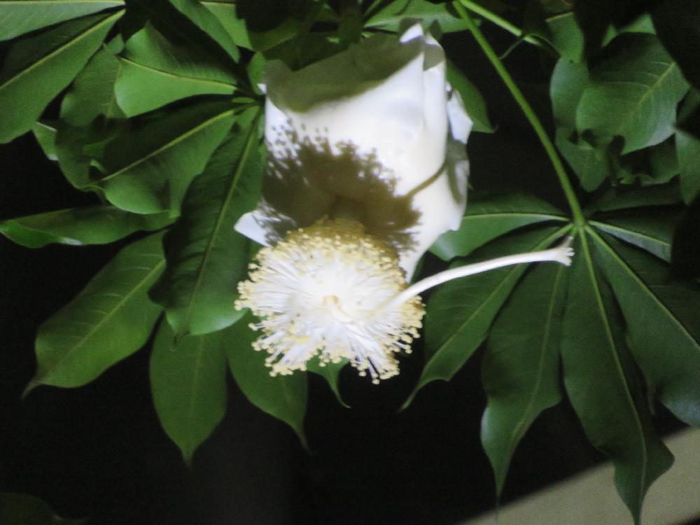 バオバブの花の投稿画像 By Tulipさん バオバブと熱帯果樹と7月と夜に咲く花と富山支部と富山県中央植物園と実がなると一日花と白い花 18月7月29日 Greensnap グリーンスナップ