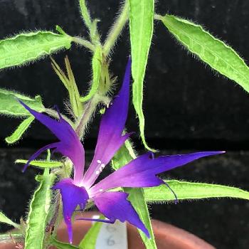 変化朝顔 采咲の投稿画像一覧 Greensnap グリーンスナップ 変化朝顔 采咲の投稿画像一覧 Greensnap グリーンスナップ