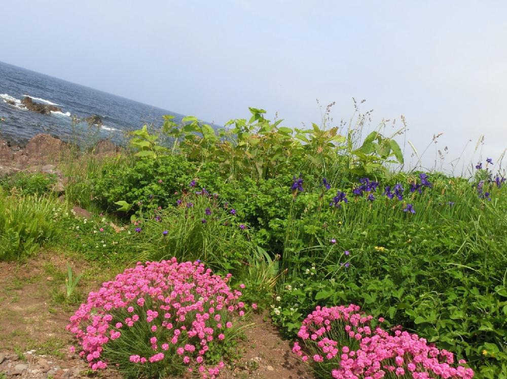 ピンクの花の投稿画像 By チャーさん サロベツ原野と山野草と北海道と海浜性植物とお出かけ先とピンクの花とサロベツ原野と山野草と北海道と海浜性植物 18月7月30日 Greensnap グリーンスナップ Greensnap グリーンスナップ